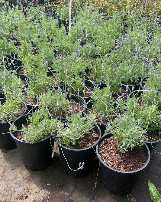 Fernleaf Lavender