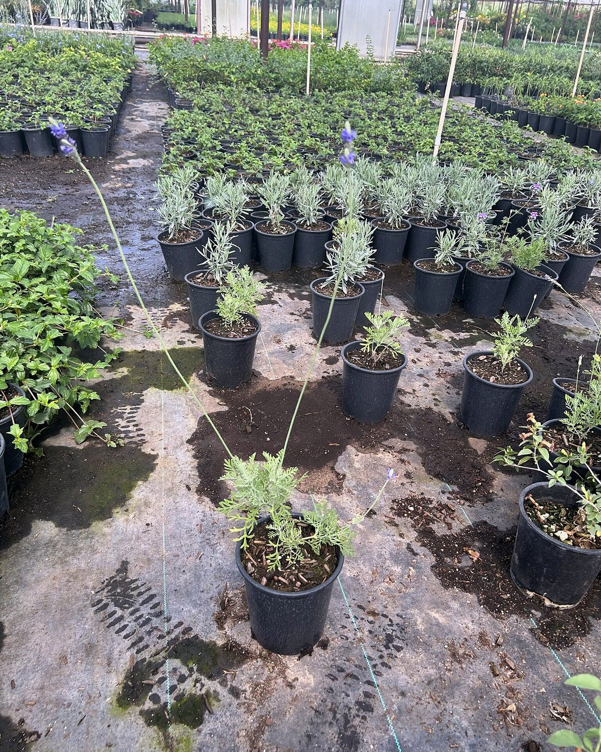 Fernleaf Lavender