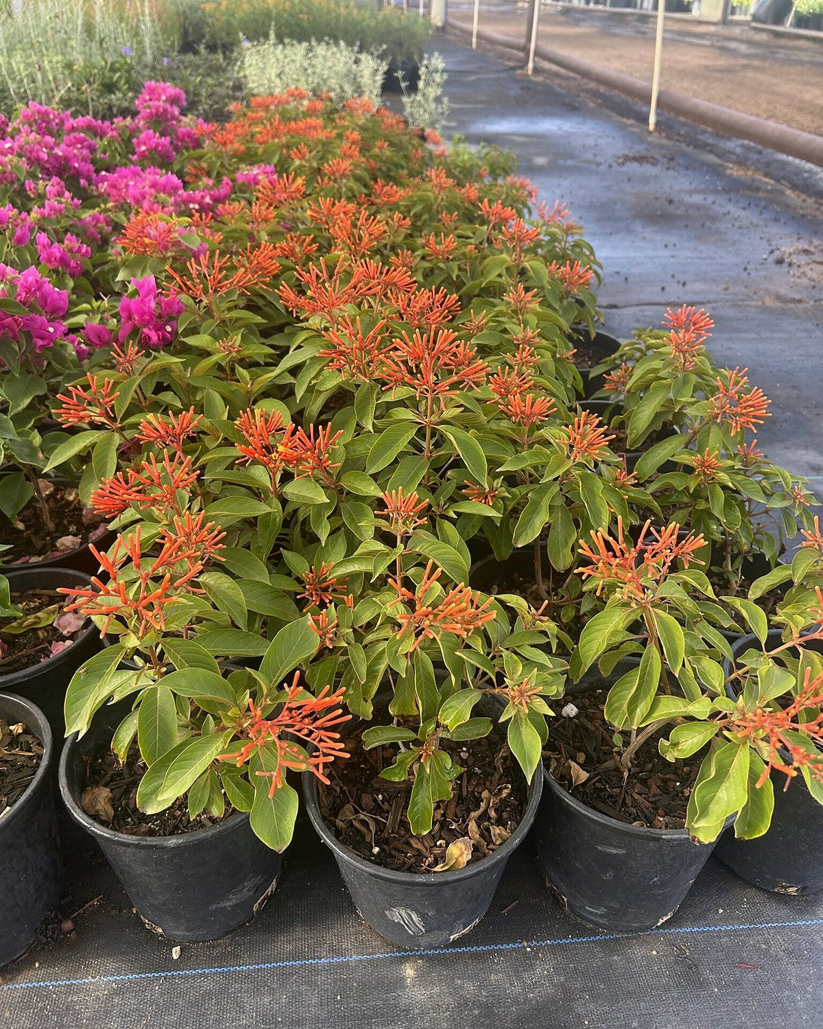 Firecracker Bush red