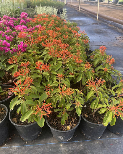 Firecracker Bush red