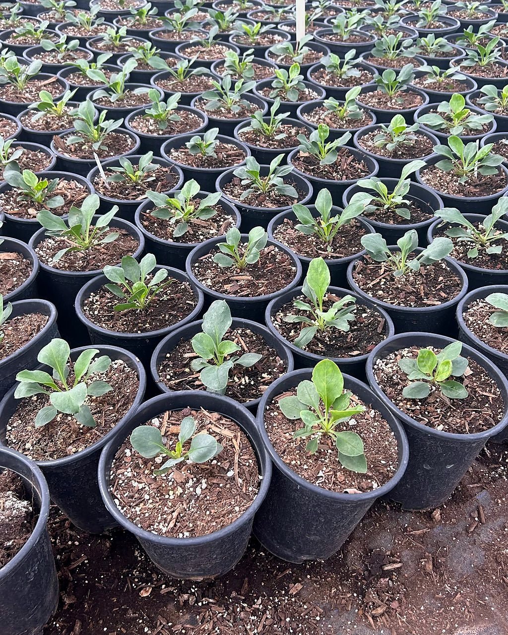 Firecracker Penstemon