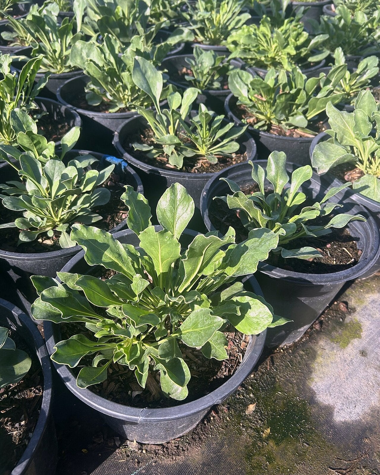 Firecracker Penstemon