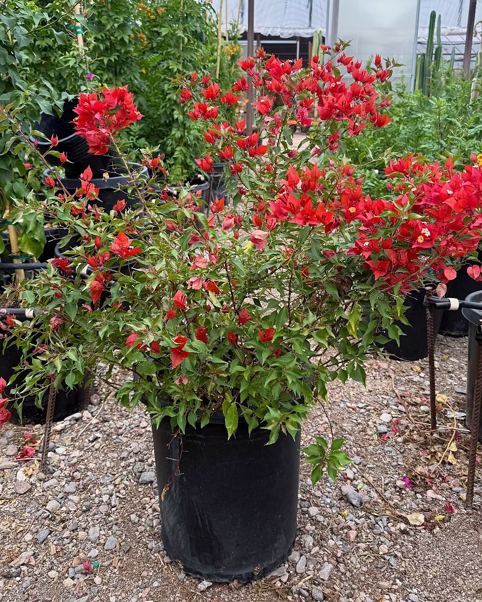 Flame Bougainvillea