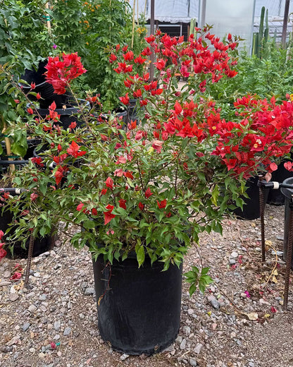 Flame Bougainvillea