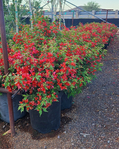 Flame Bougainvillea