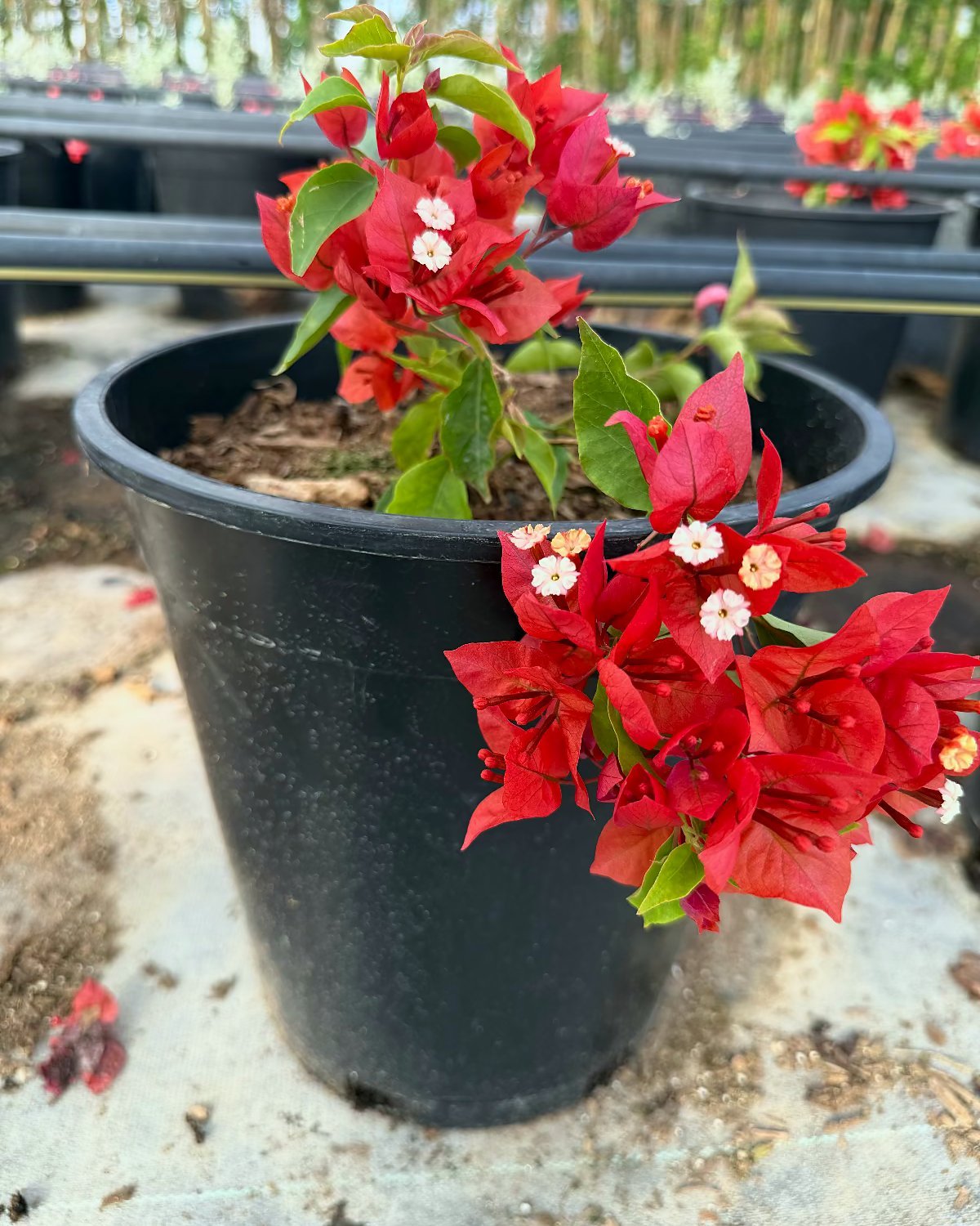 Flame Bougainvillea