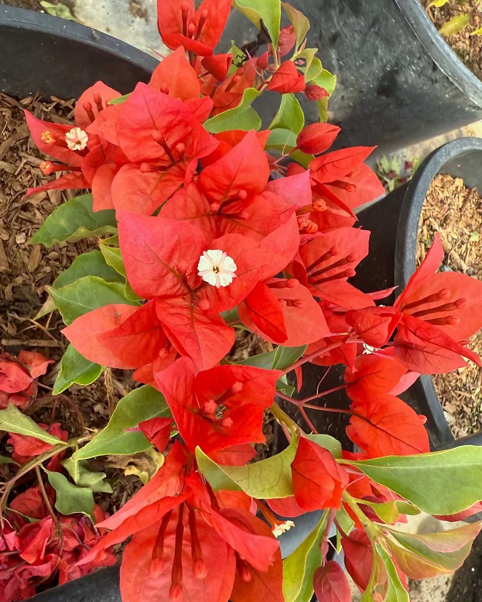 Flame Bougainvillea