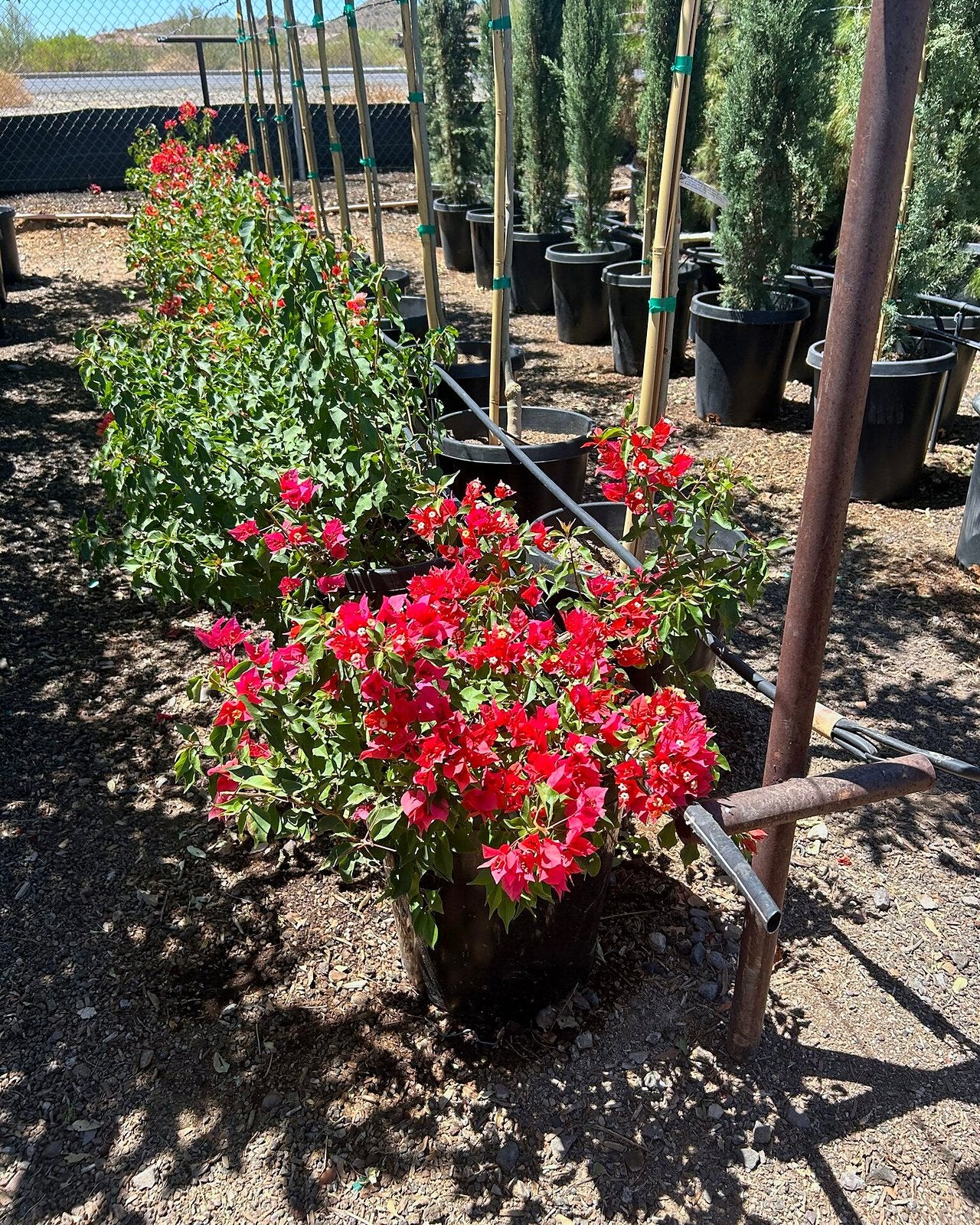 Flame Bougainvillea