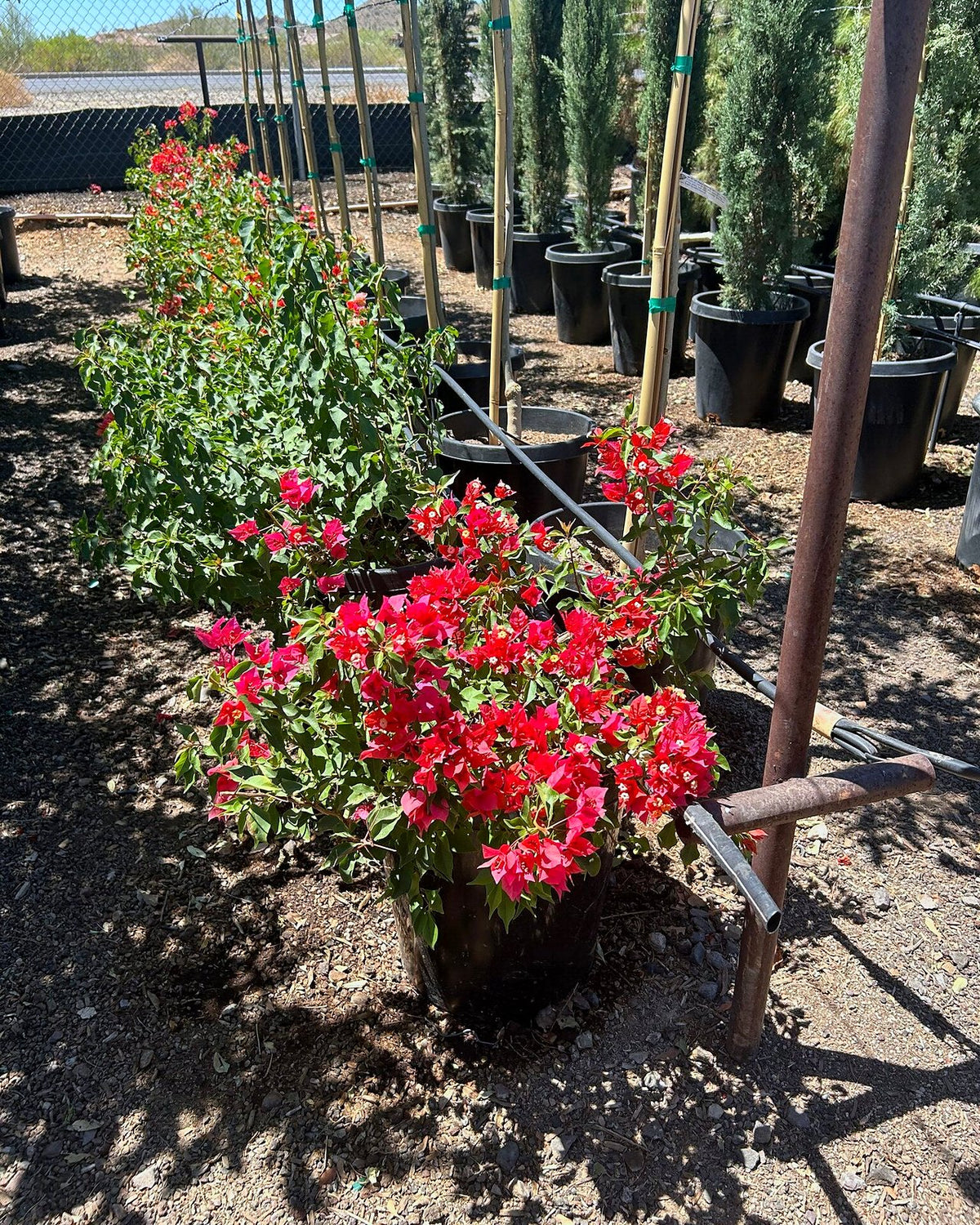 Flame Bougainvillea