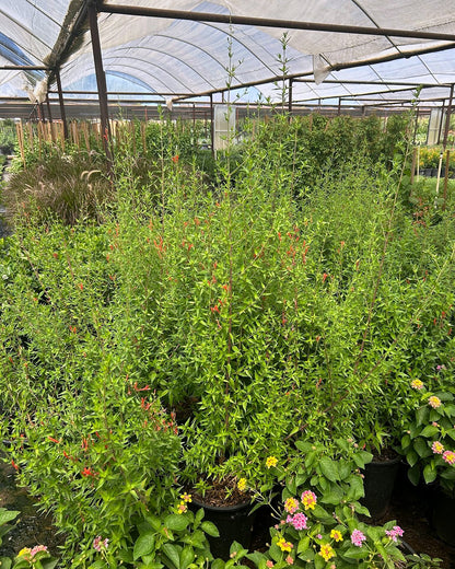 Flame Honeysuckle