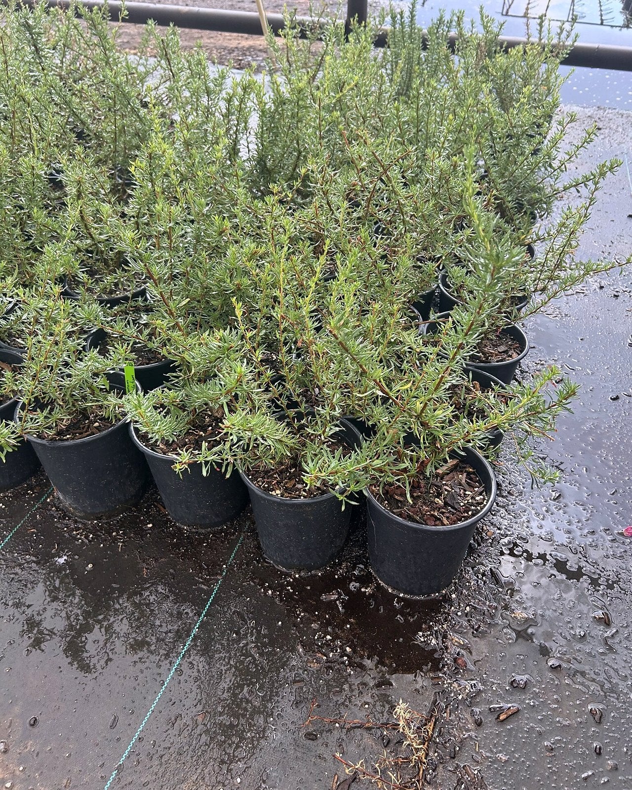 Flattop Buckwheat
