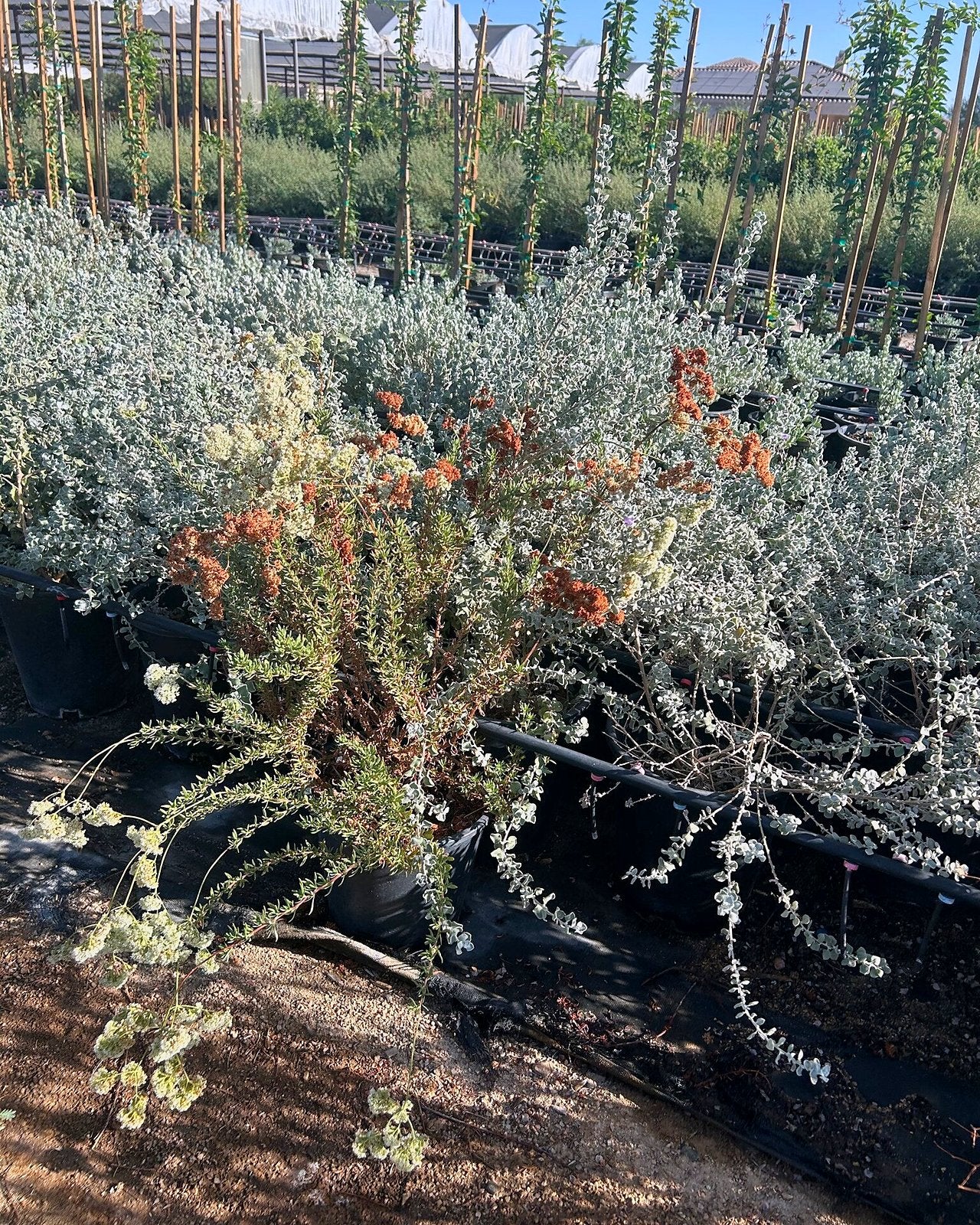 Flattop Buckwheat