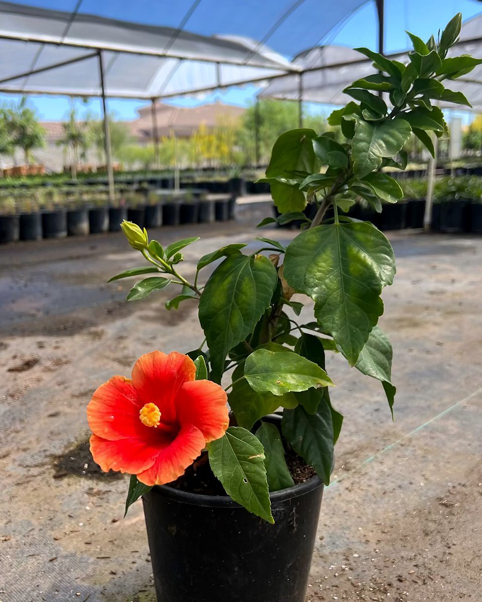 Florida Sunset Hibiscus