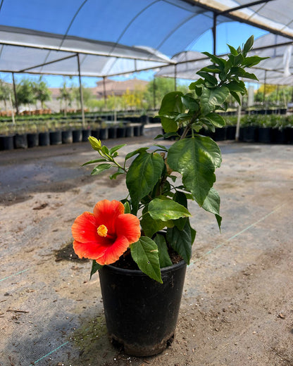 Florida Sunset Hibiscus
