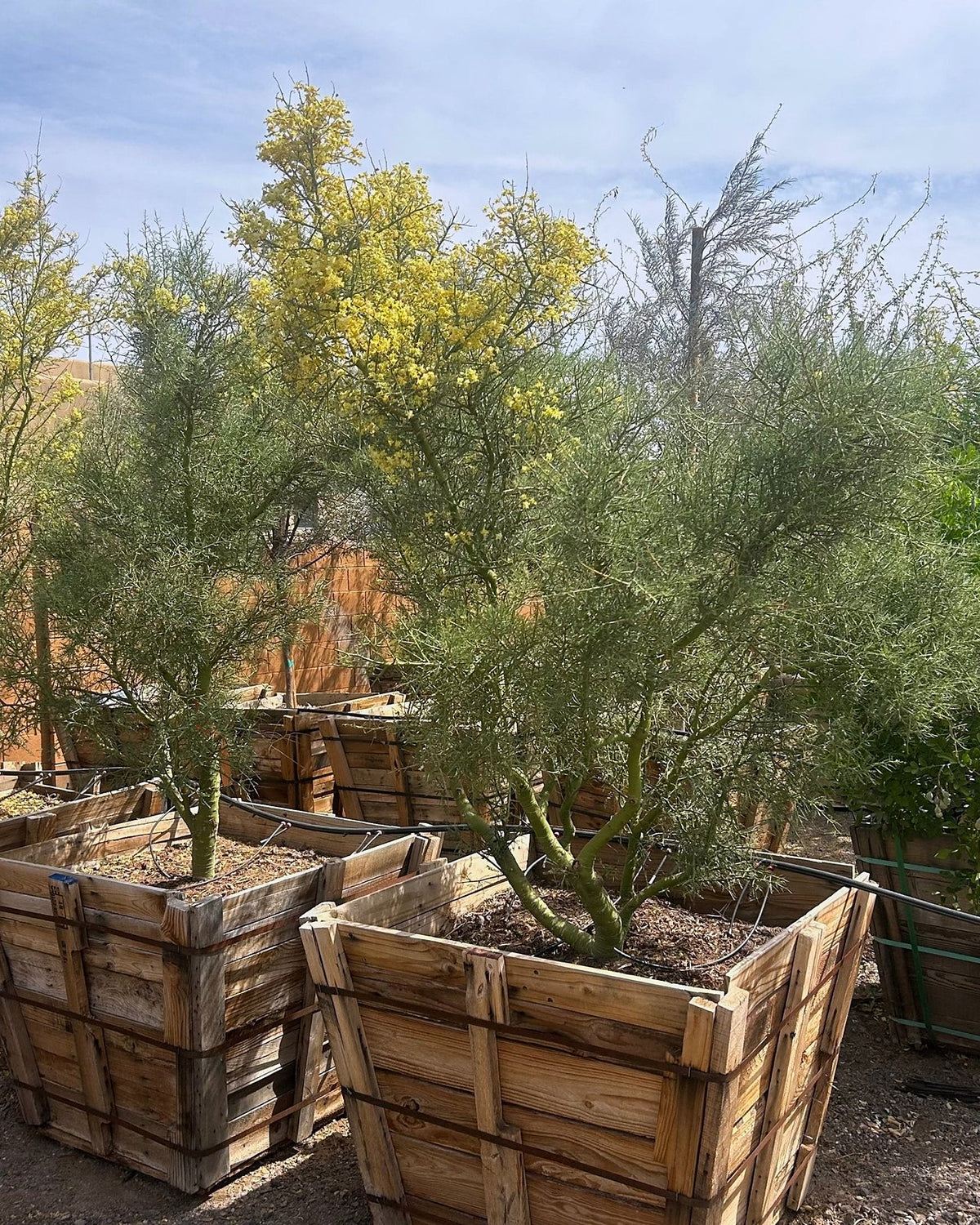 Foothill Palo Verde