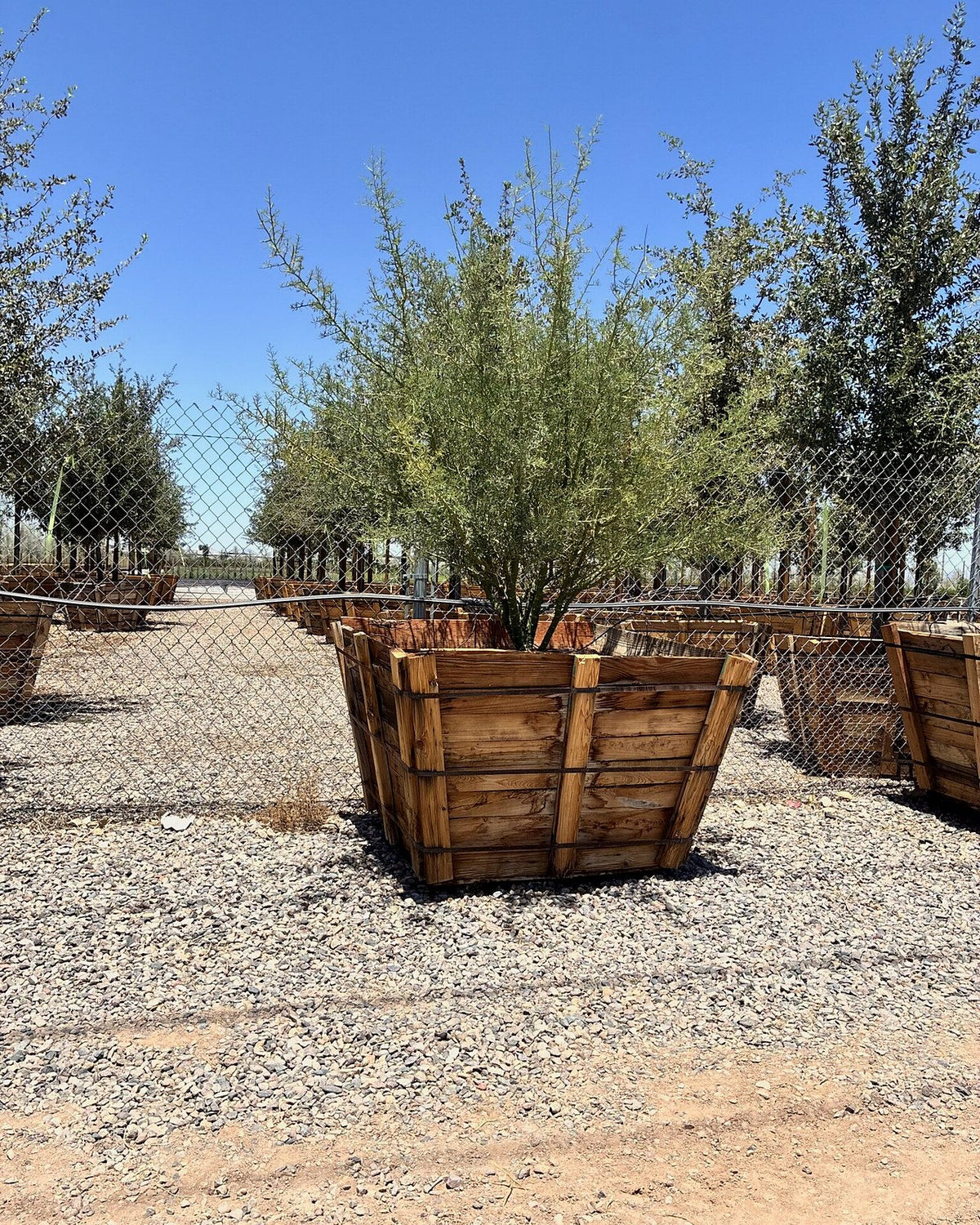Foothill Palo Verde