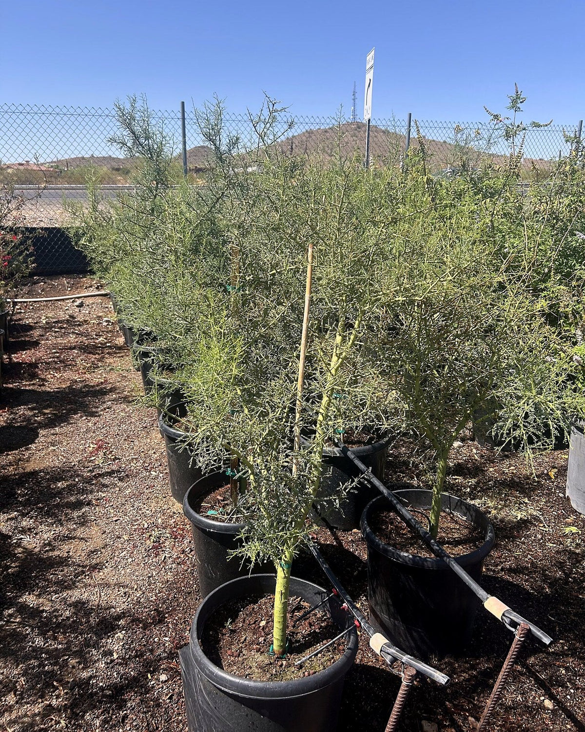Foothill Palo Verde