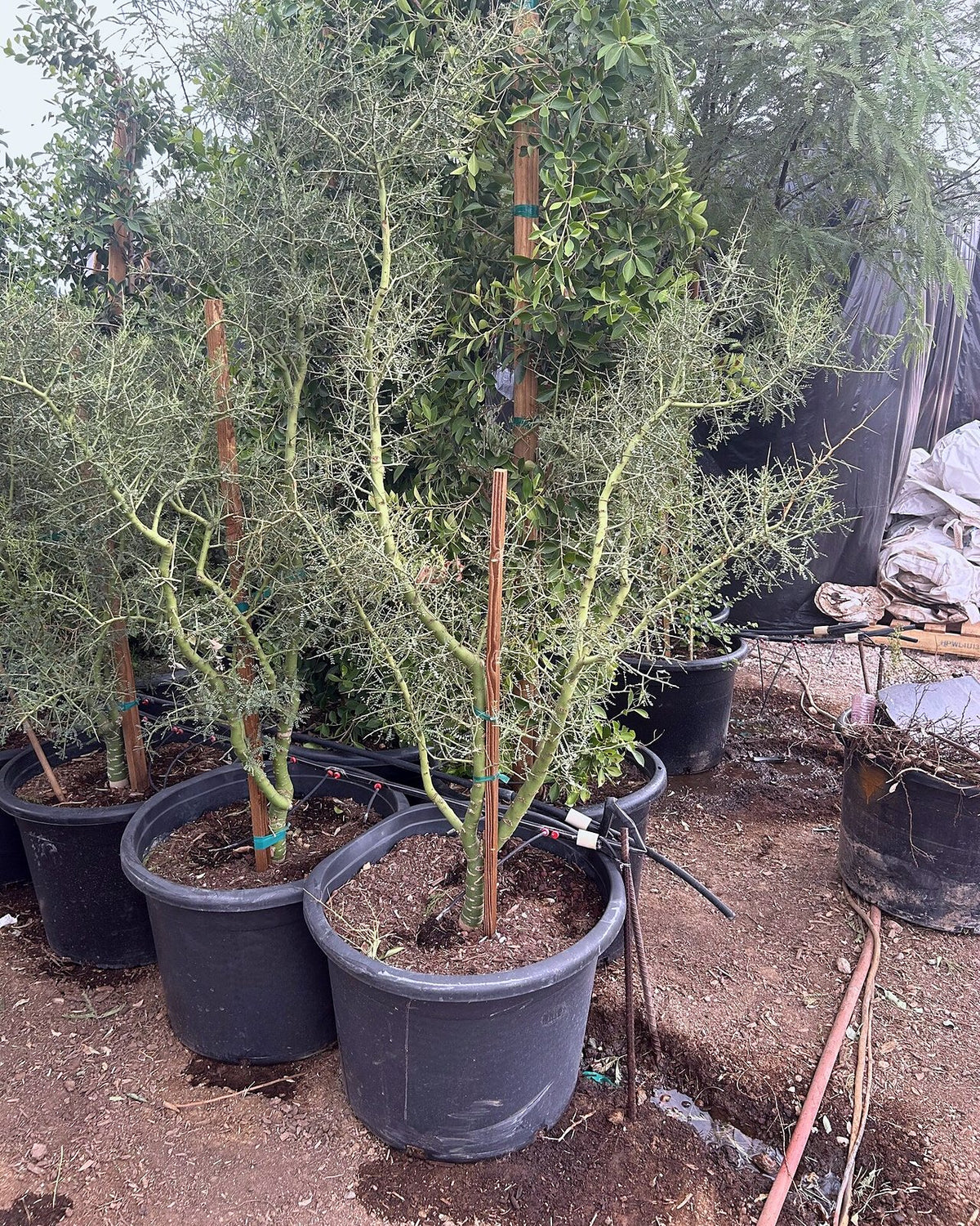Foothill Palo Verde