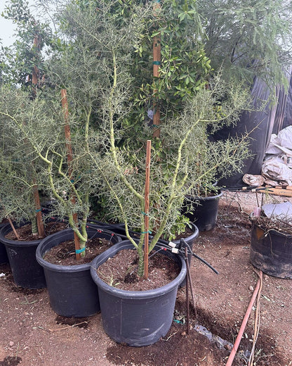 Foothill Palo Verde