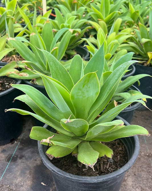 Foxtail Agave