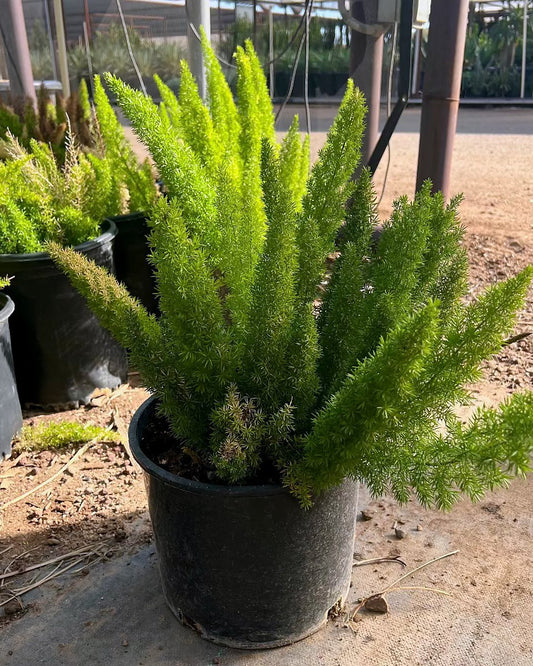 Foxtail Fern