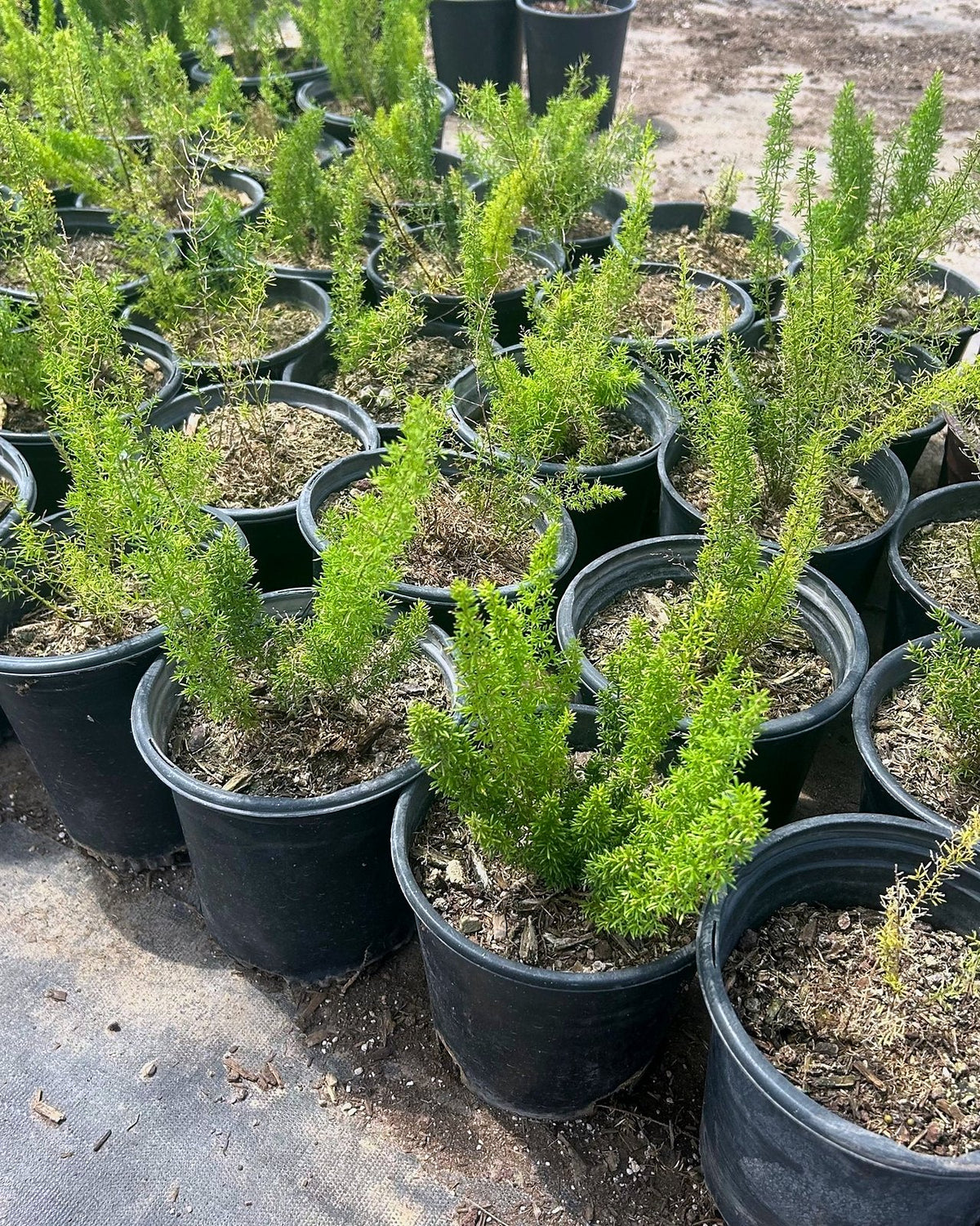 Foxtail Fern