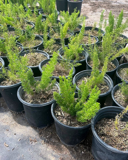 Foxtail Fern
