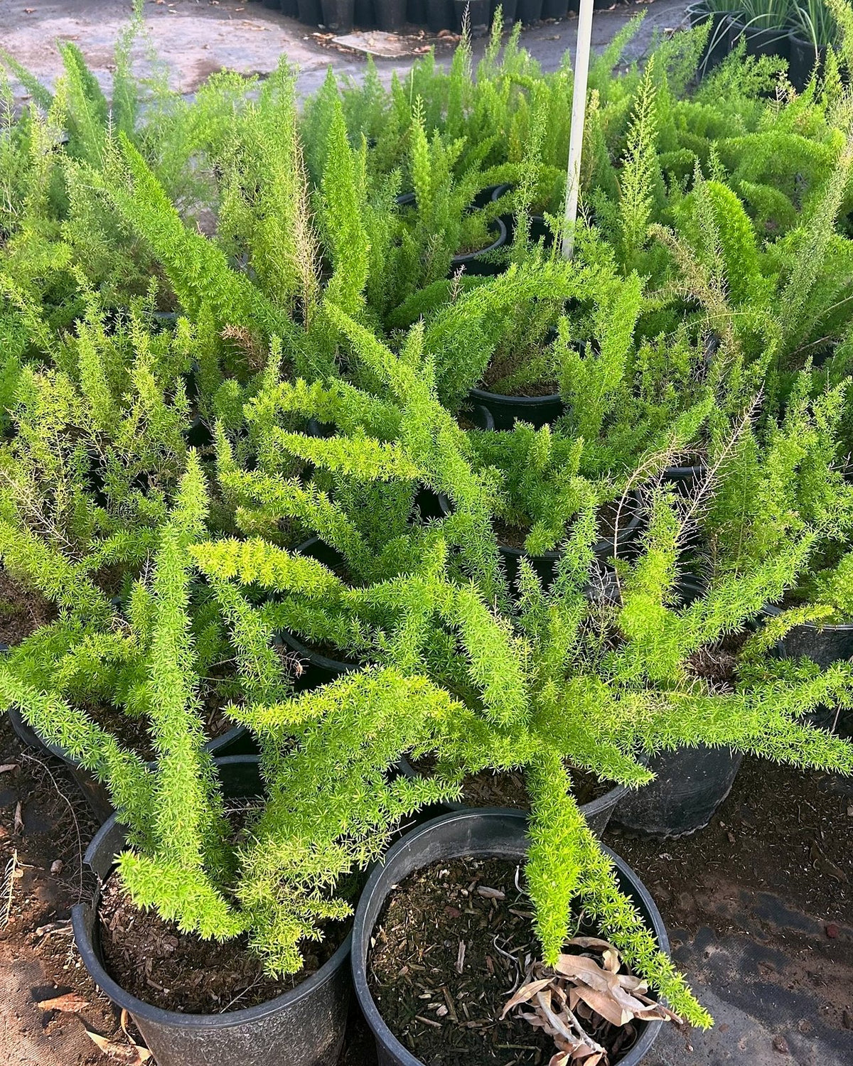Foxtail Fern
