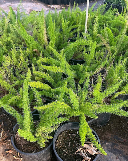 Foxtail Fern