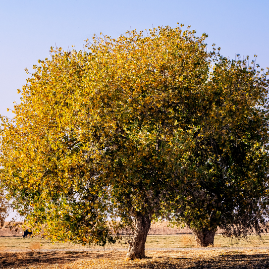 Cottonwood