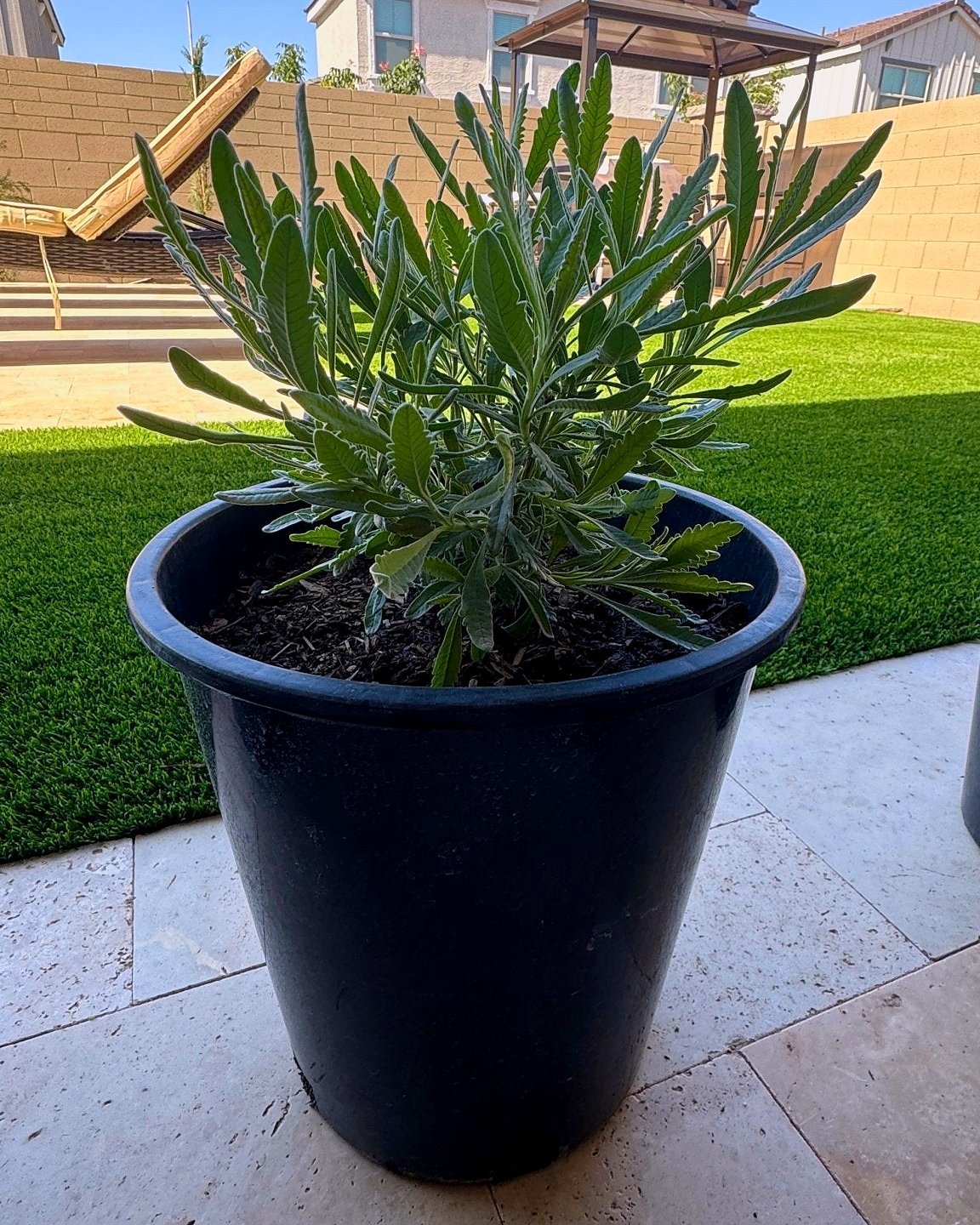 French Lavender