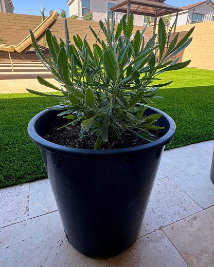 French Lavender