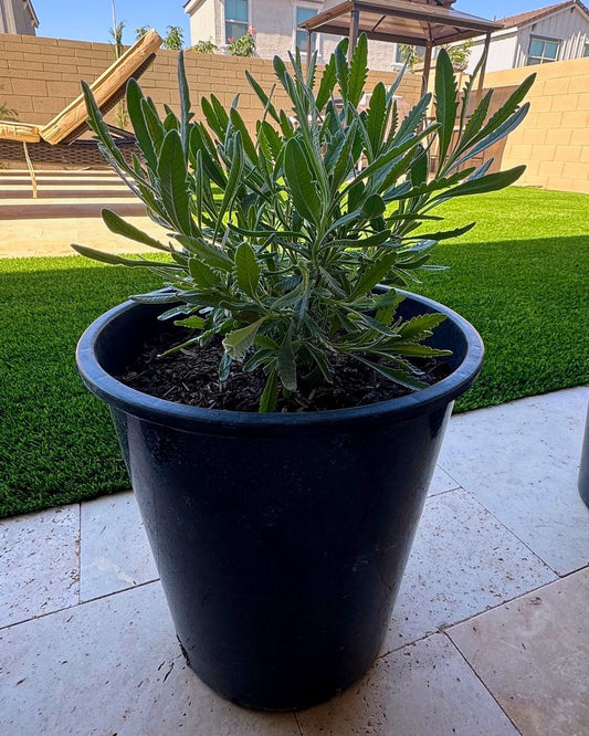 French Lavender