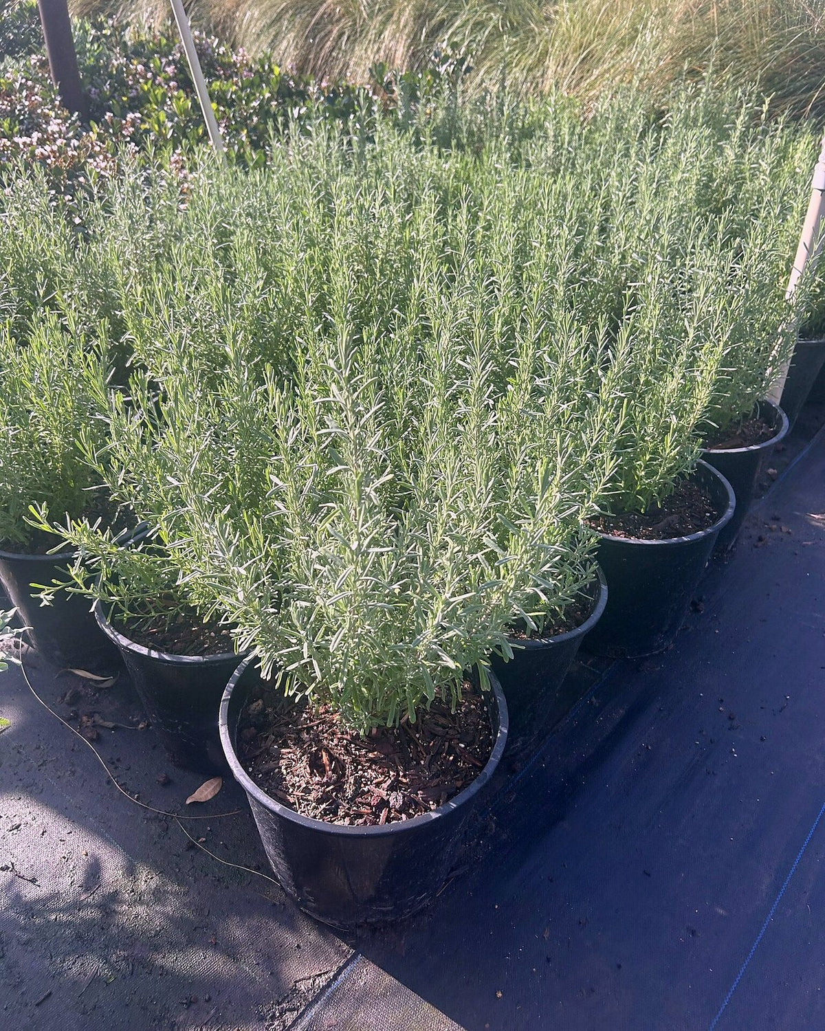 French Lavender