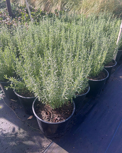 French Lavender