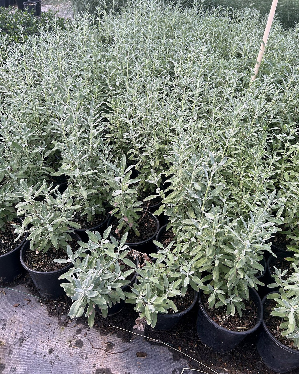 French Lavender