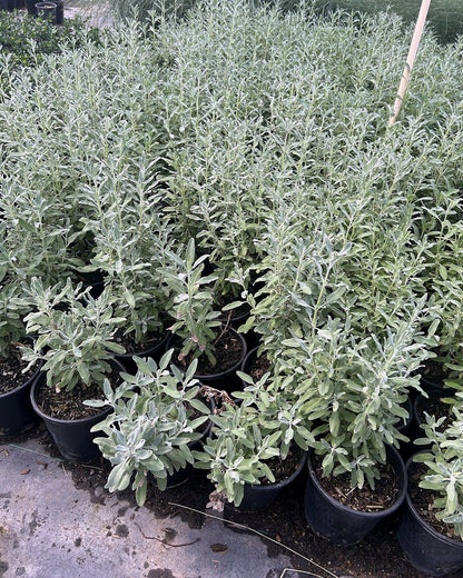 French Lavender