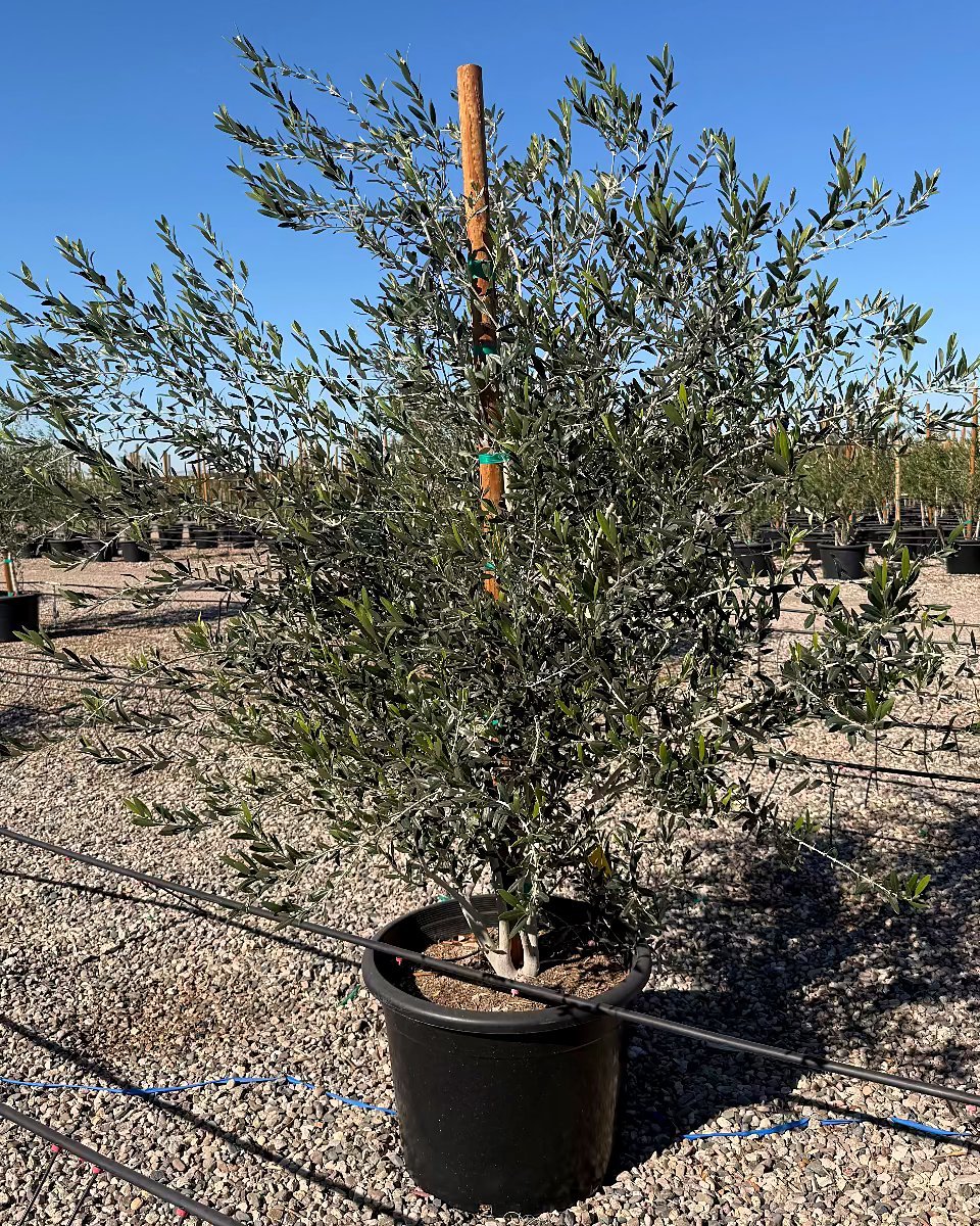 Fruitless Olive Tree