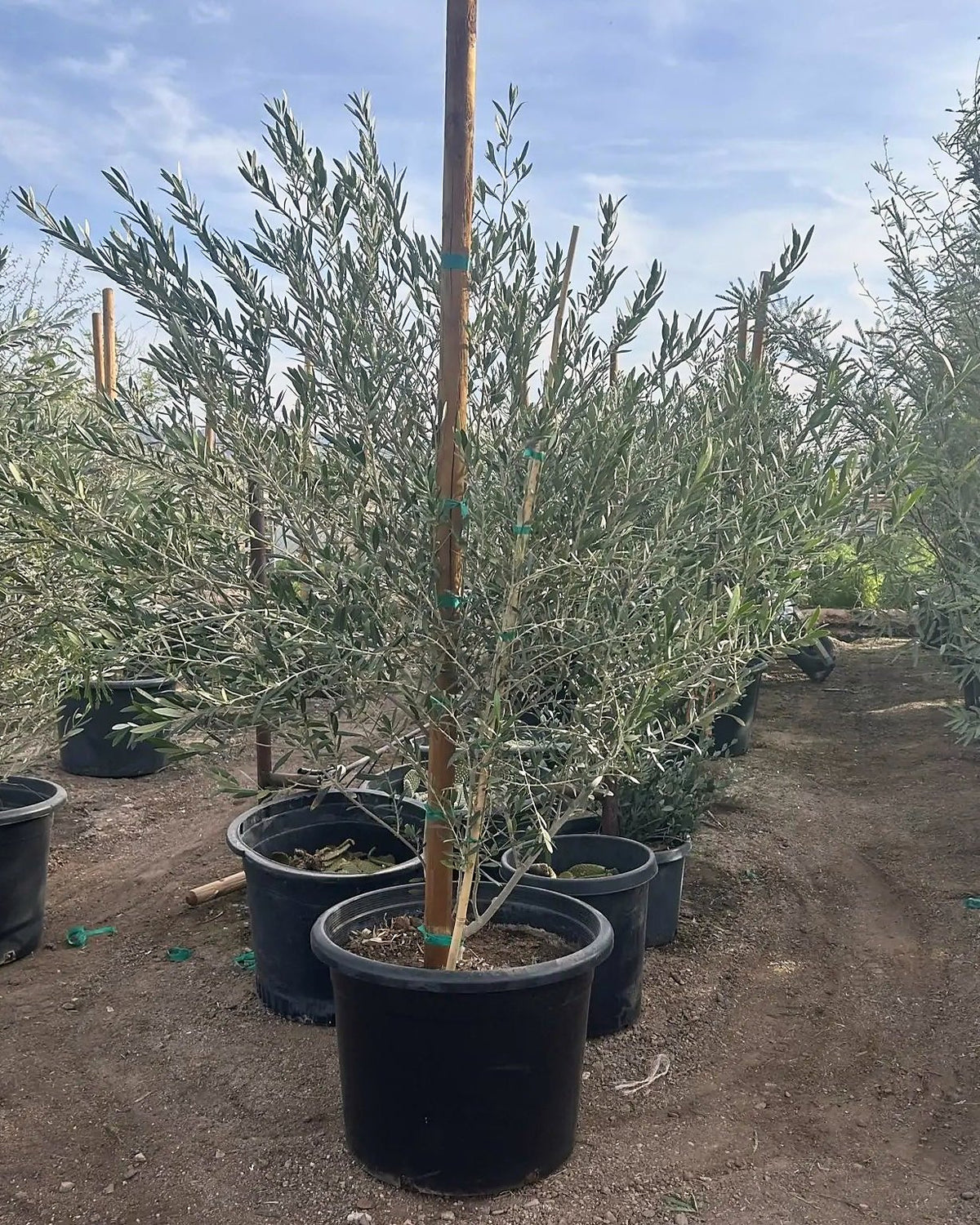 Fruitless Olive Tree