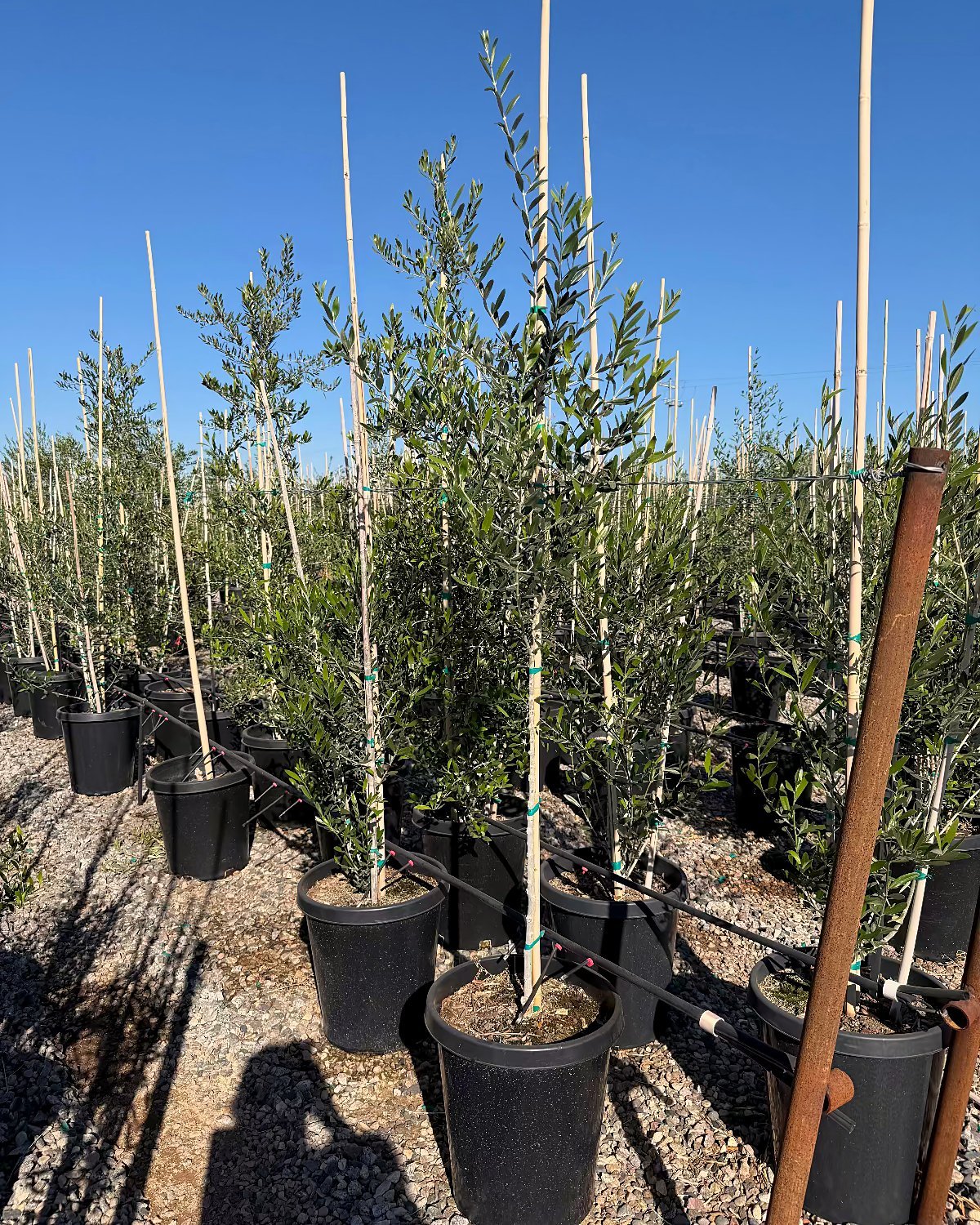 Fruitless Olive Tree