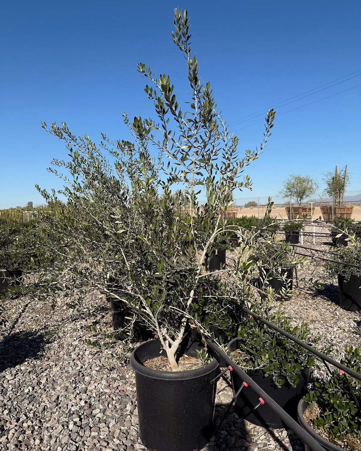 Fruitless Olive Tree