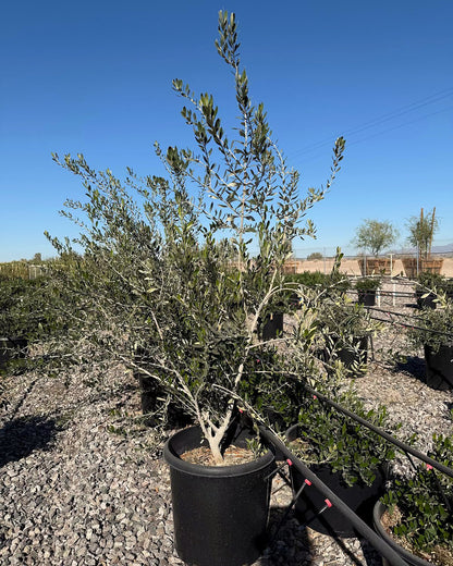 Fruitless Olive Tree