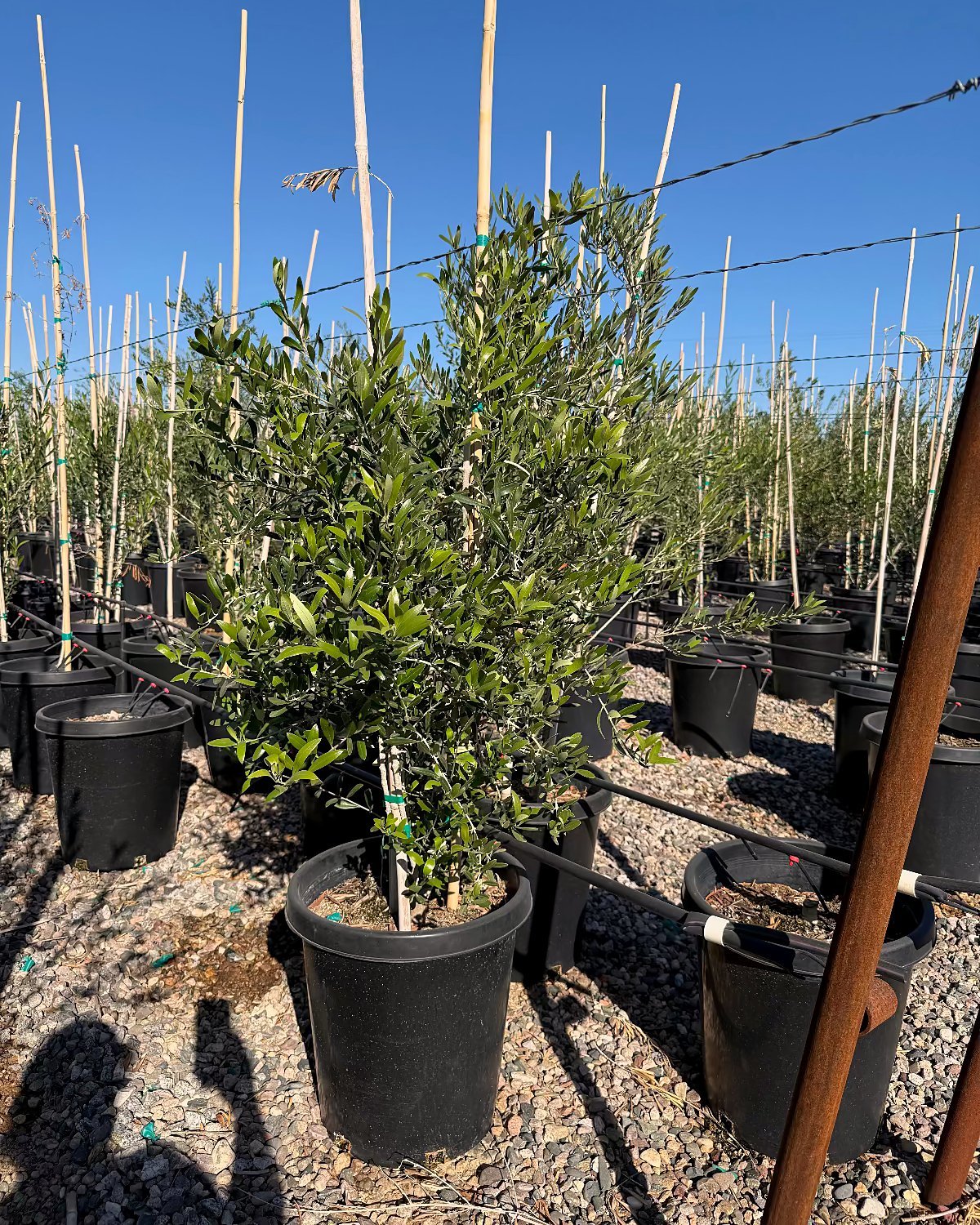 Fruitless Olive Tree
