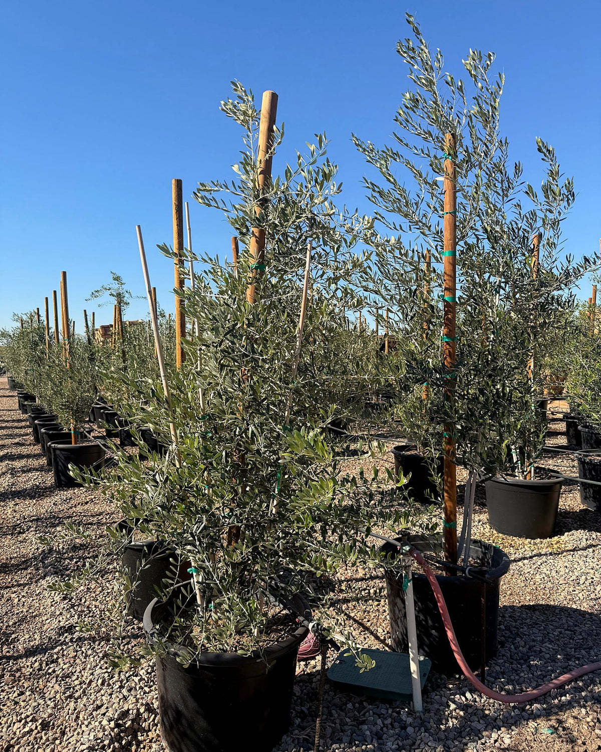 Fruitless Olive Tree