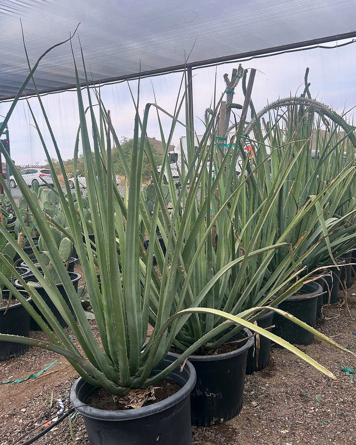 Furcraea macdougalii