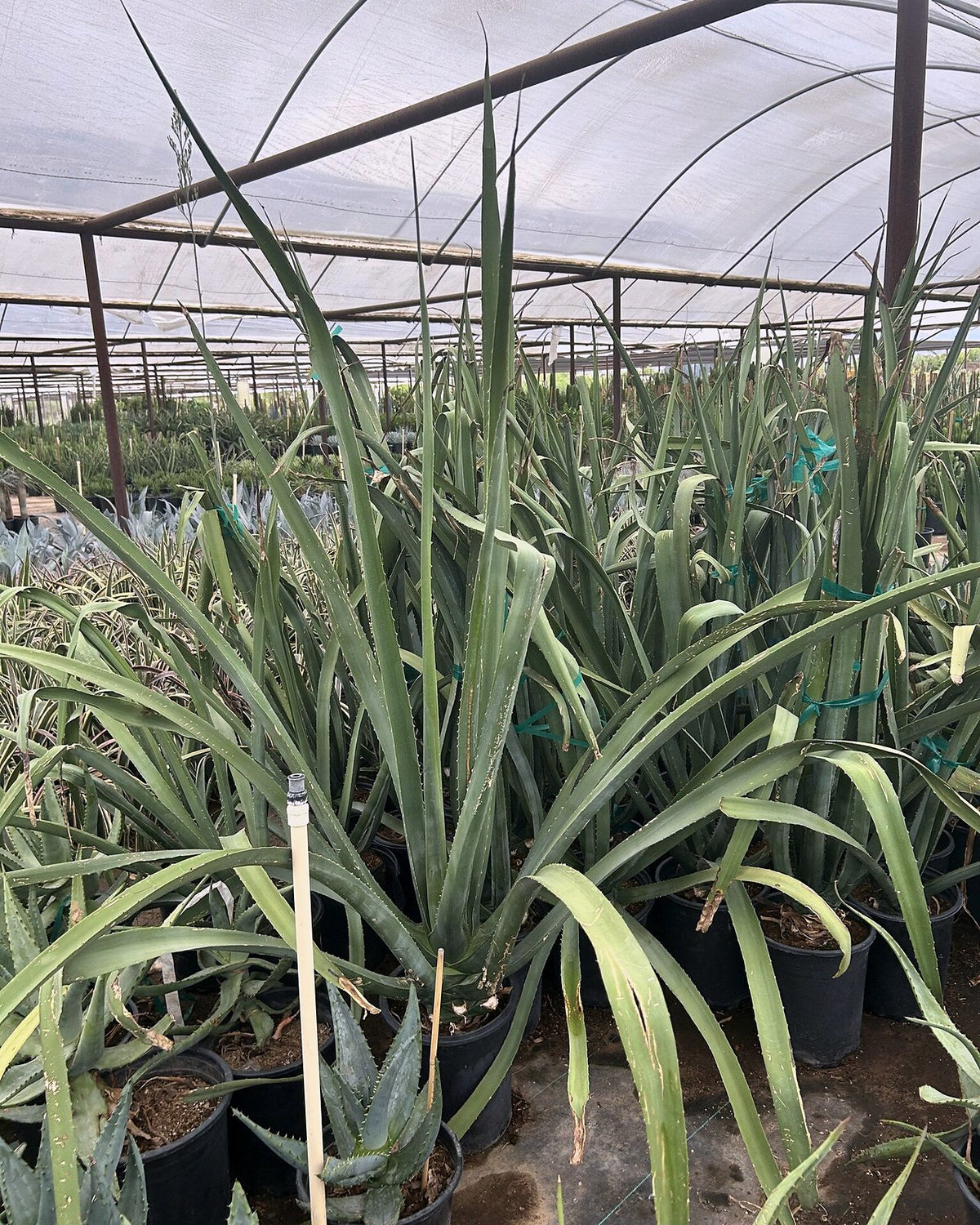 Furcraea macdougalii