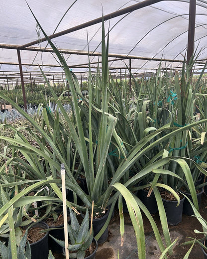 Furcraea macdougalii