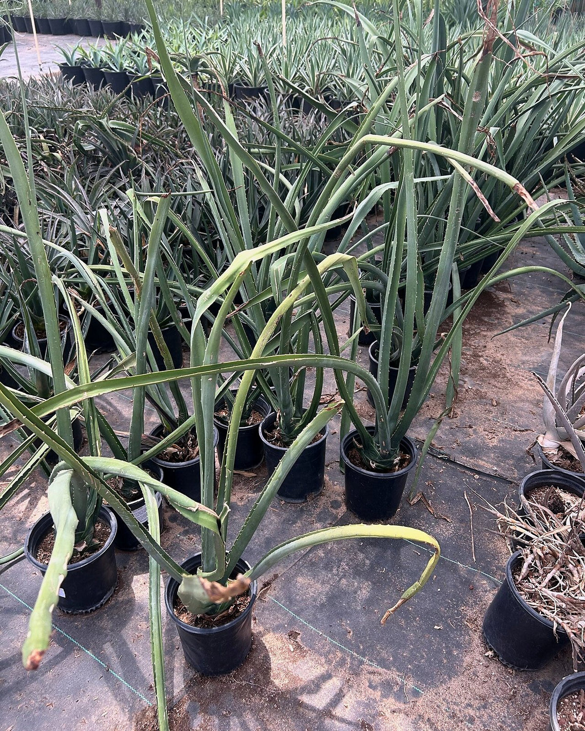 Furcraea macdougalii