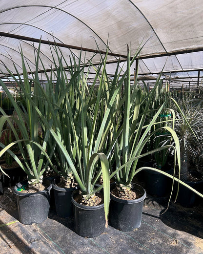 Furcraea macdougalii