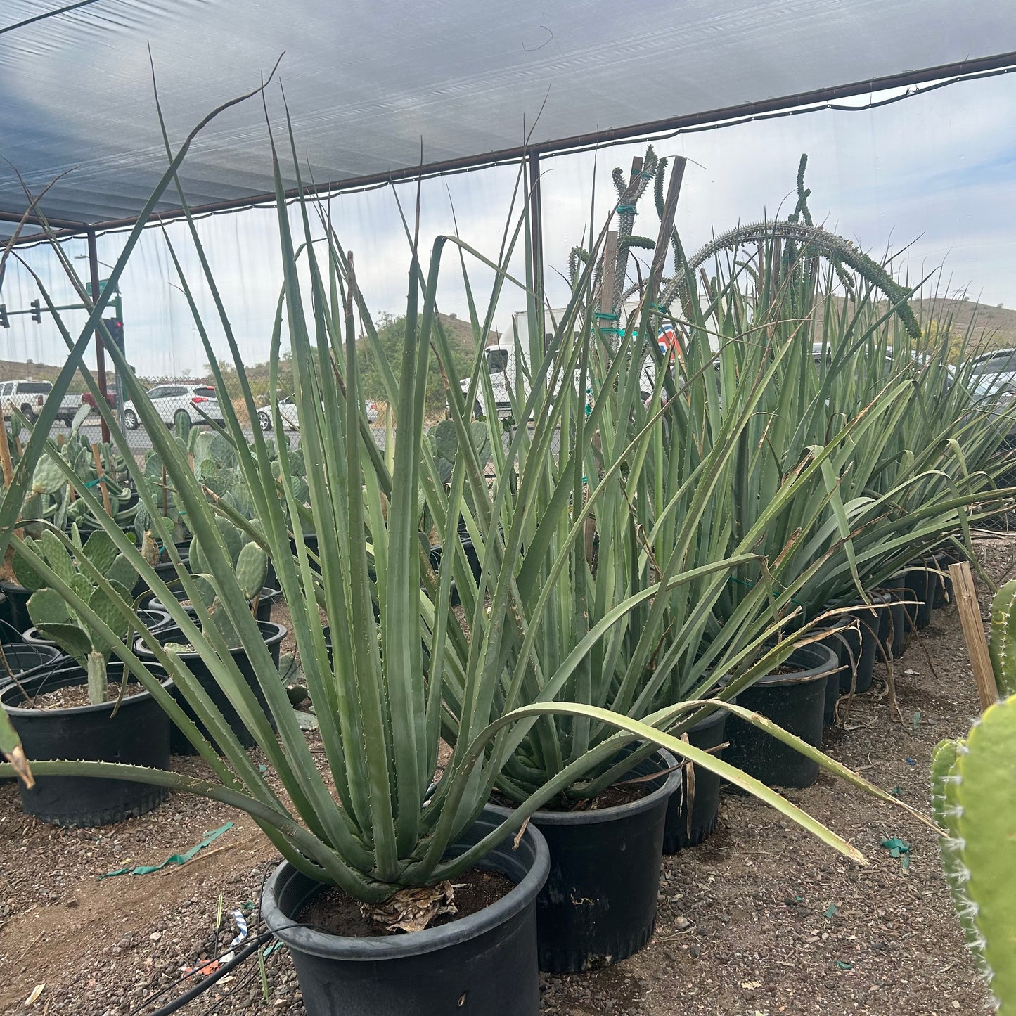 25 gallon Macdougall's Furcraea (Furcraea macdougallii) in nursery pot — Phoenix, AZ